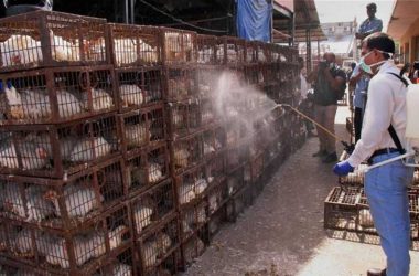 Poultry Farm Ghazipur murga mandi Delhi Arvind Kejriwal