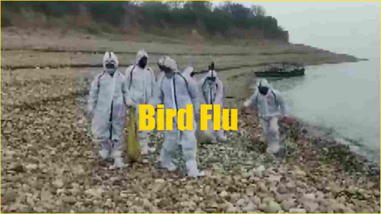 Bird Flu Outbreak: What Is H5N1? What are the symptoms, measures & treatment methods for Avian influenza