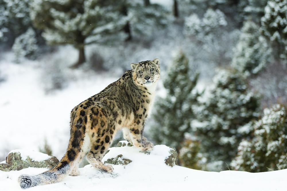 Snow leopards Tour Uttarakhand Harsil 