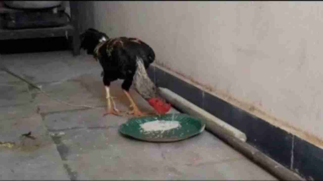 Bizarre: Telangana police deny arresting rooster that killed owner, bird to be produced in court