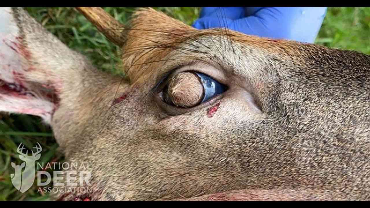 'Never seen anything like this' says biologist, after detecting a deer growing hair on its eyeballs