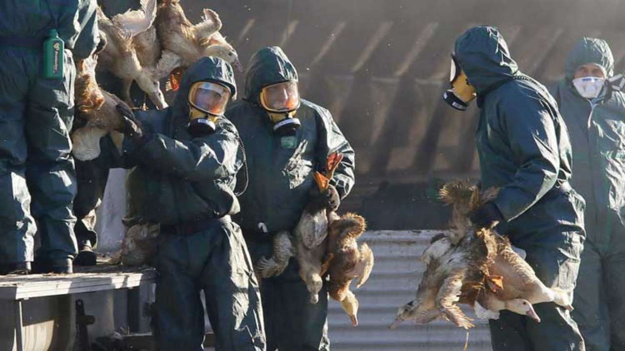 Russia H5N8 bird flu in humans