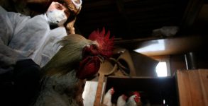 human infection with bird flu