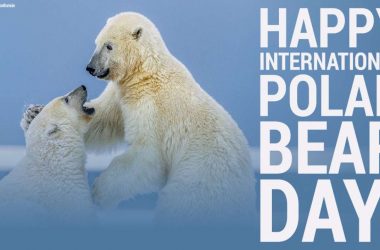 International Polar Bear day 2021