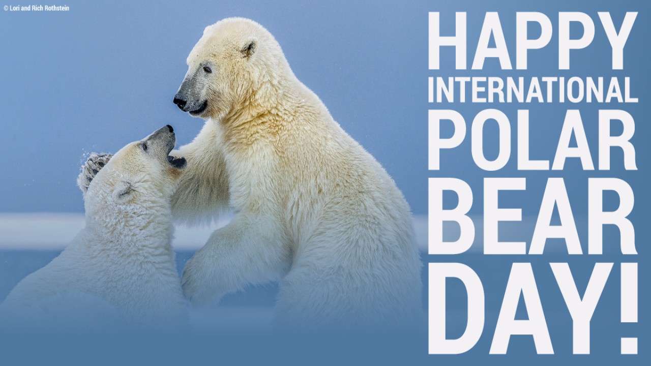 International Polar Bear Day 2024 Ilyse Sharleen
