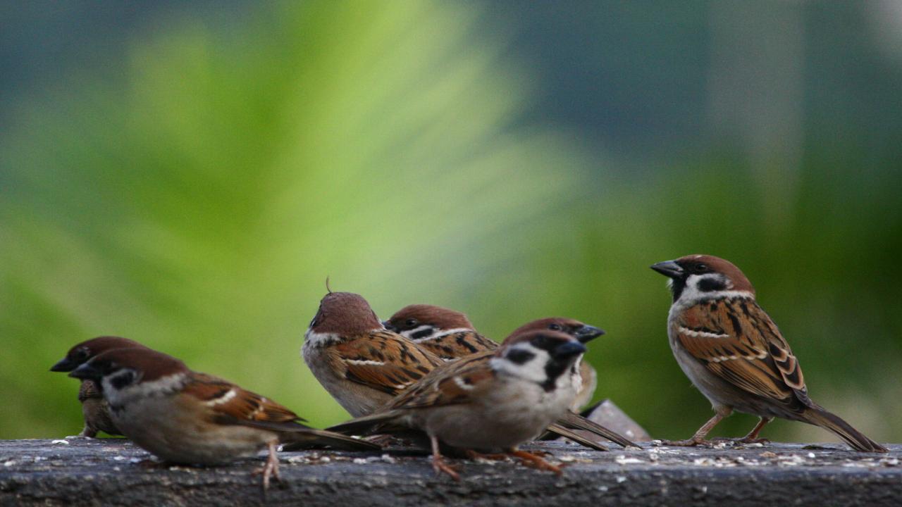 World Sparrow Day 2021: Theme, Significance and How to celebrate this day 