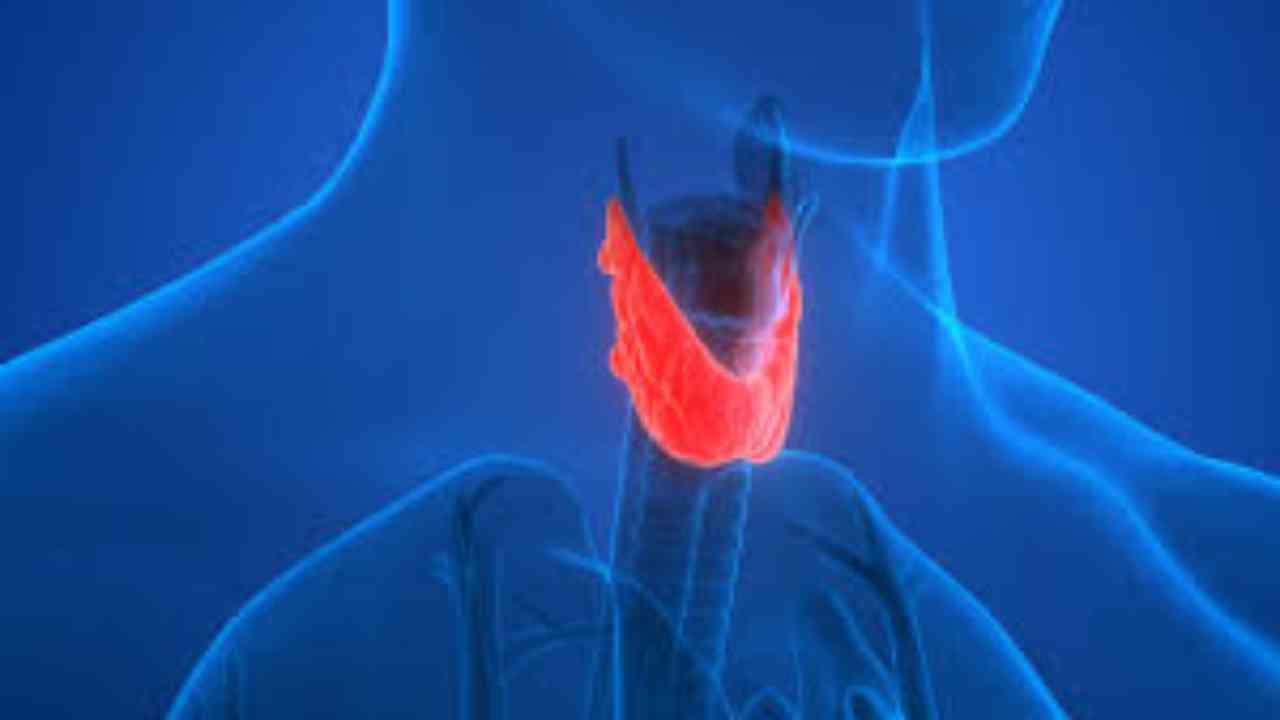 thyroid secretion