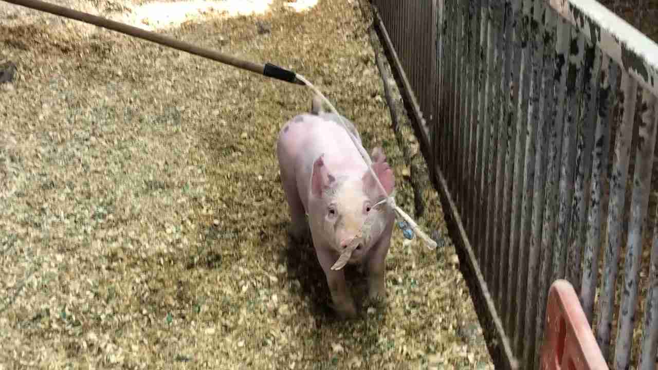 87 pigs die in Mizoram village near Bangladesh border, panic over ASF suspicion
