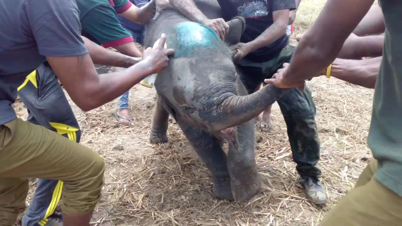 WATCH: Baby elephant rescued from 15 feet deep well