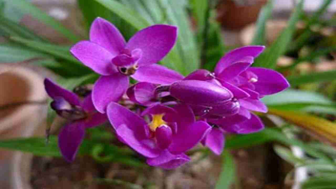 National Orchid Day 2021: Incredible fun-facts about the purple flower you must know