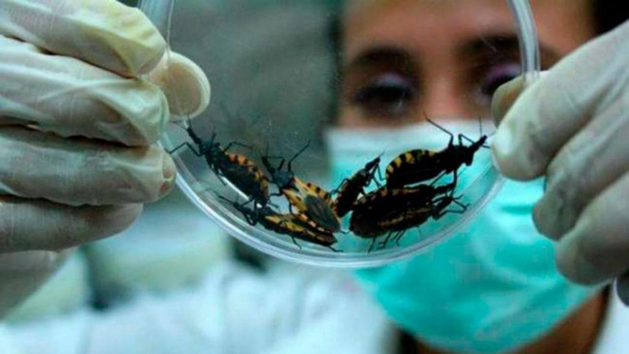 World Chagas Disease Day 2021: What is Chagas disease and importance of awareness
