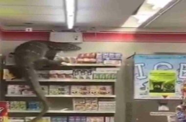 VIRAL: Giant lizard enters supermarket in Indonesia, creates panic among shoppers