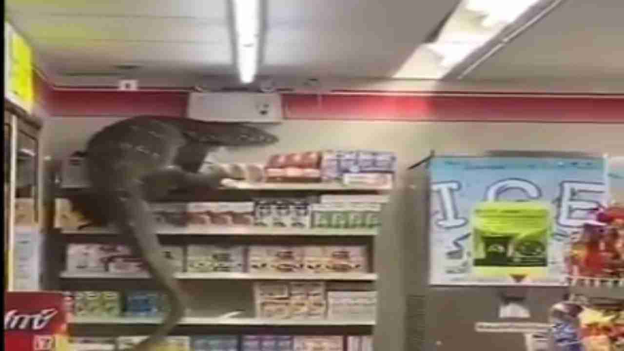 VIRAL: Giant lizard enters supermarket in Indonesia, creates panic among shoppers