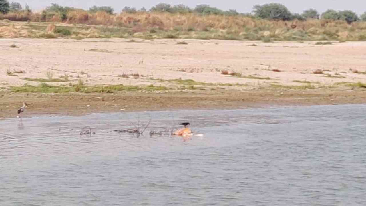 Dead bodies wash up on shores of river Ganga in UP's Ghazipur