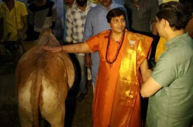 Drink cow urine to be safe from corona, says BJP Bhopal MP Pragya Thakur