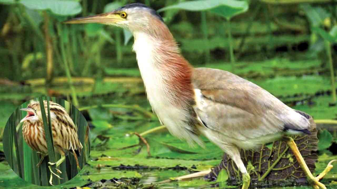 37% bird species use Delhi ponds as winter habitat: Researchers