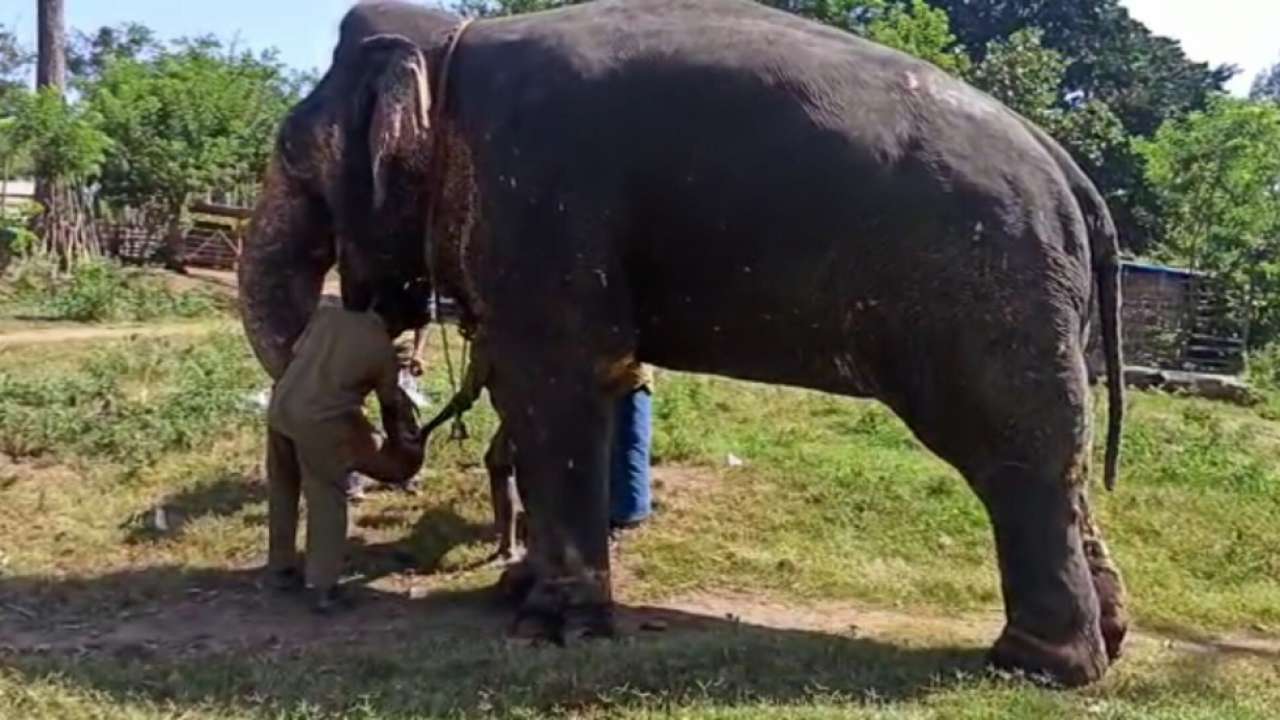 Jharkhand: Elephant dies of electrocution in Ranchi