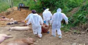 Over 10,600 pigs die of African Swine Fever in Mizoram