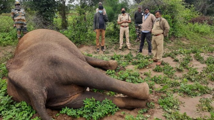 Elephant dies of electrocution in Karnataka