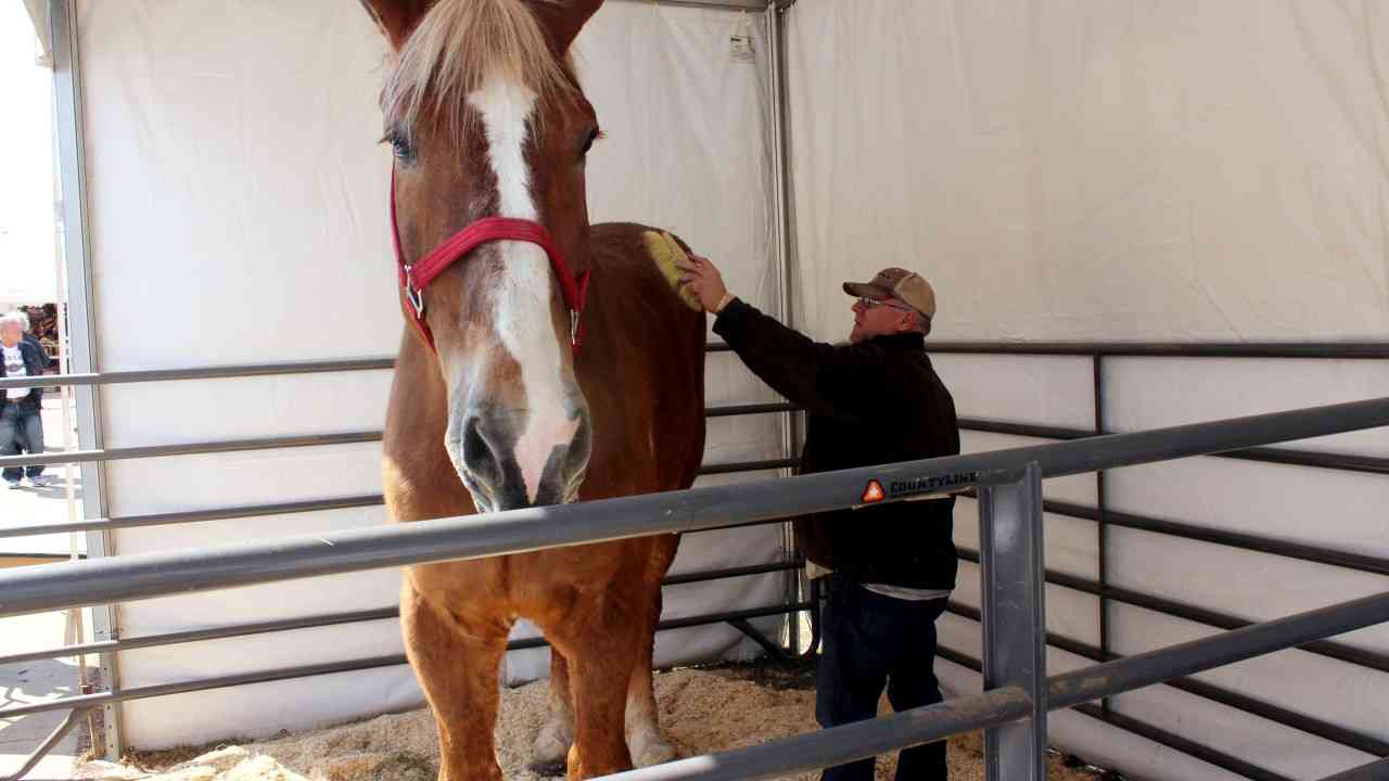 World's tallest horse Big Jake dies in Wisconsin at age 20