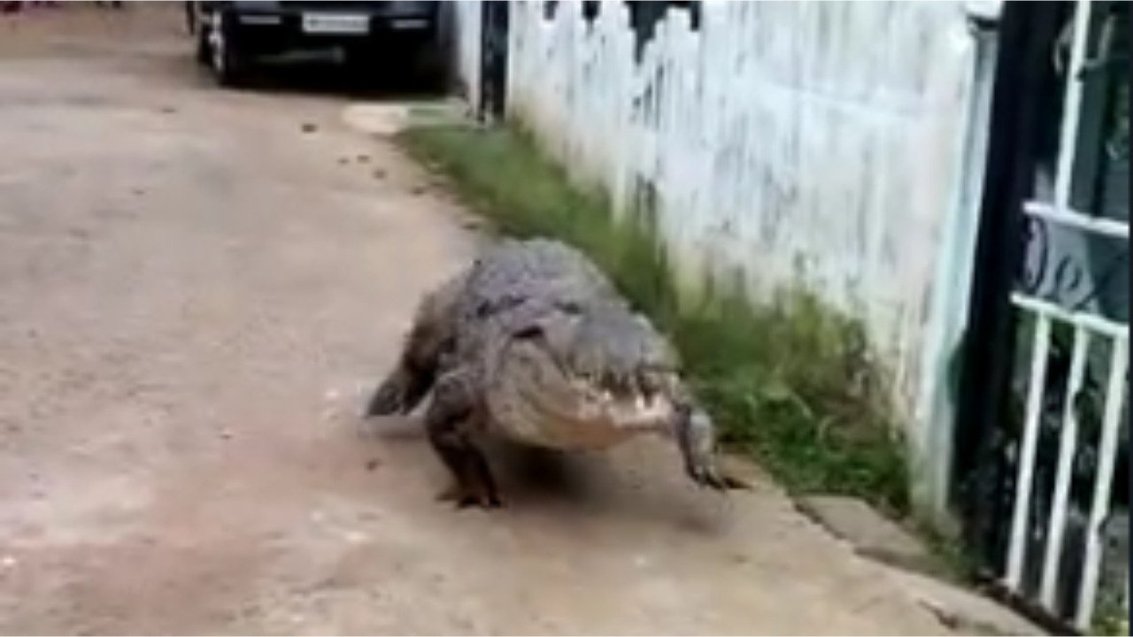 Giant crocodile strolls through Karnataka village