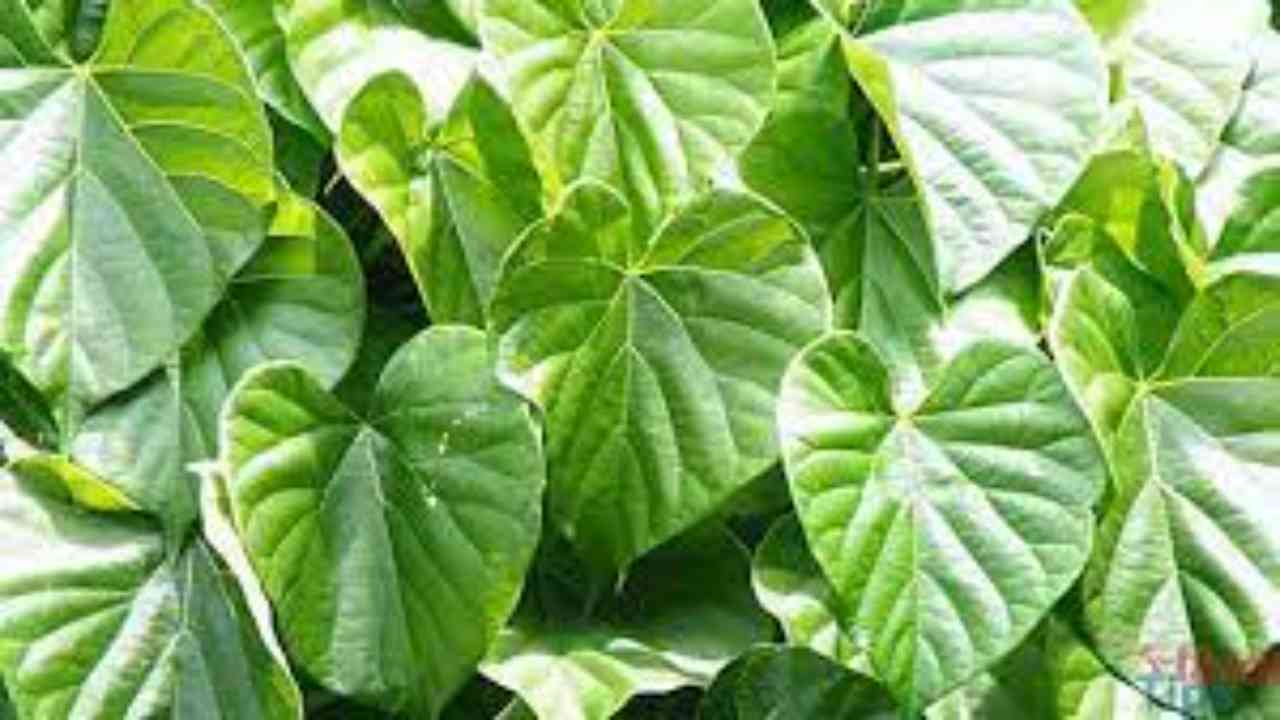 In a first, IISER scientists sequence genome of Giloy plant