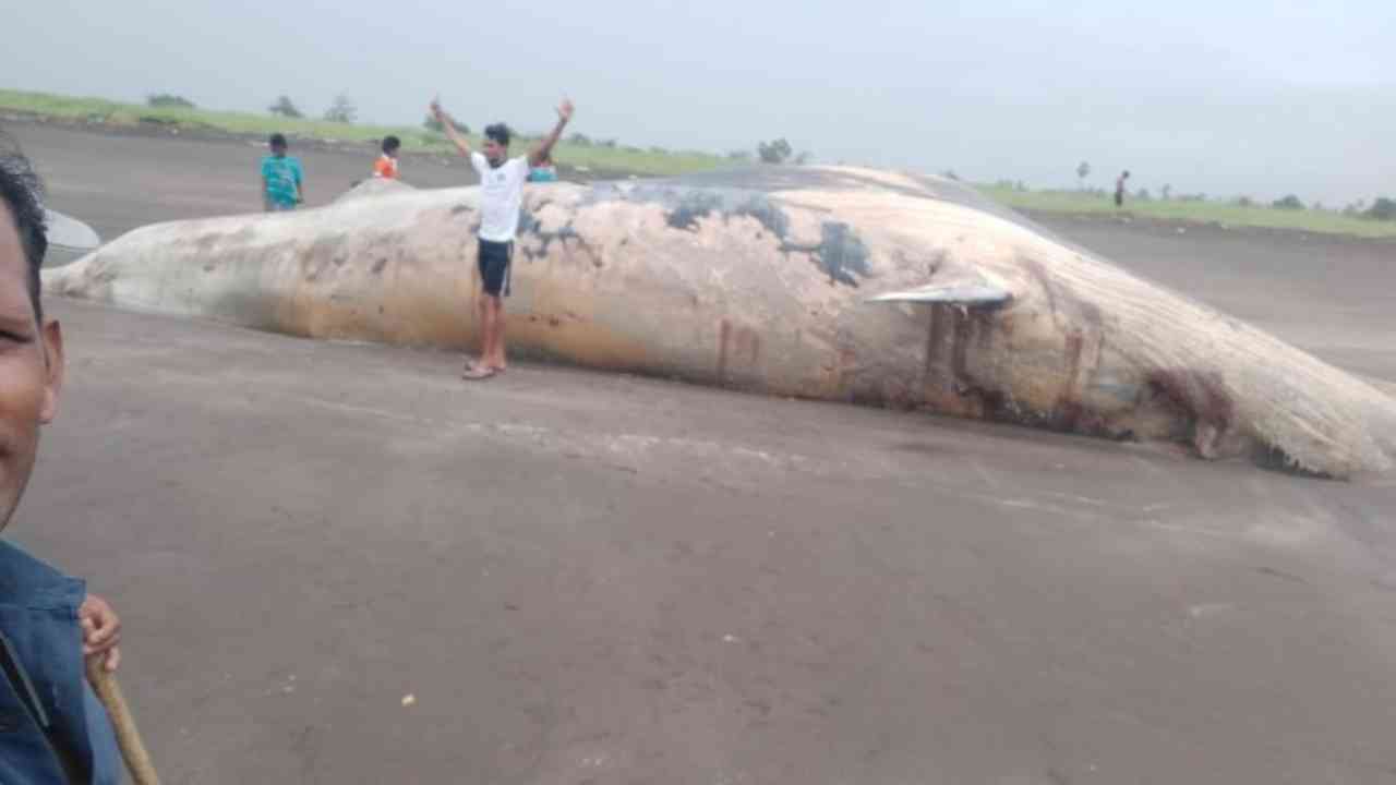 40-feet-long whale carcass washed ashore in Maharashtra’s Palghar