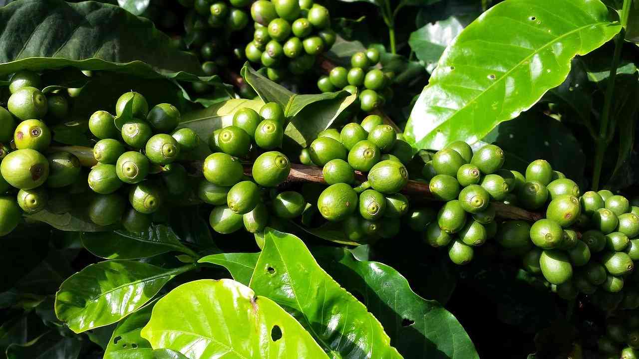 Chhattisgarh govt to set up board for promoting tea, coffee cultivation