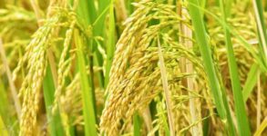 Rains likely to cause damage to basmati crop in Punjab