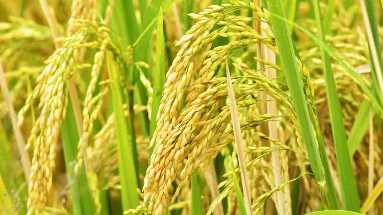 Rains likely to cause damage to basmati crop in Punjab