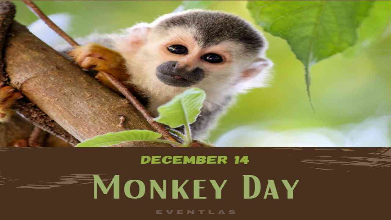 International World Monkey Day 2021: Date, history, observance and all you need to know about this day