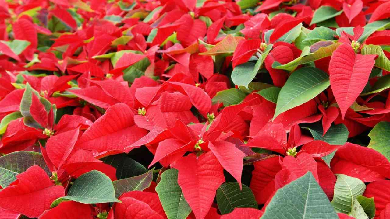 National Poinsettia Day 2021: Date,history, fun facts and how to celebrate this beautiful day