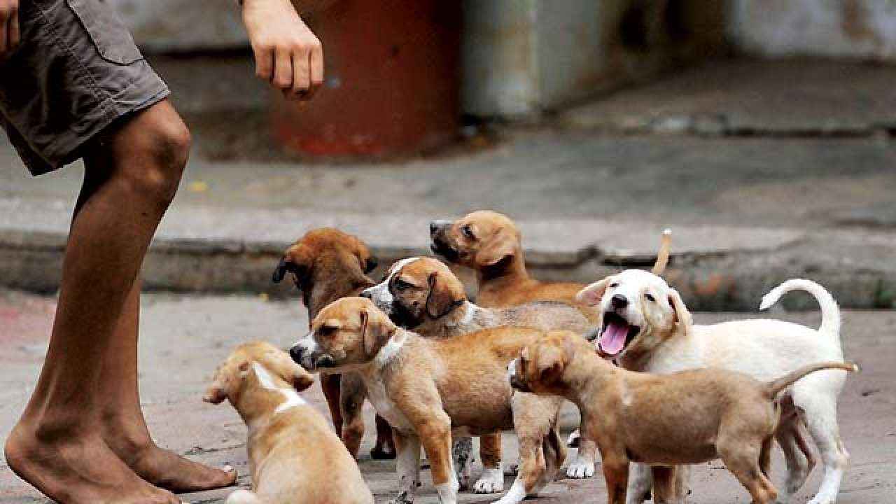 All about the last day of registration for your pets in Noida