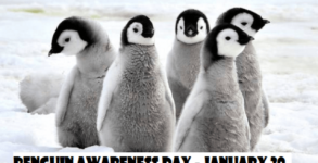 Penguin Awareness Day 2022: History, celebration, and facts about penguins
