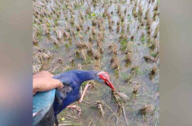 Over 100 migratory birds found dead in Tripura's Sukhsagar lake