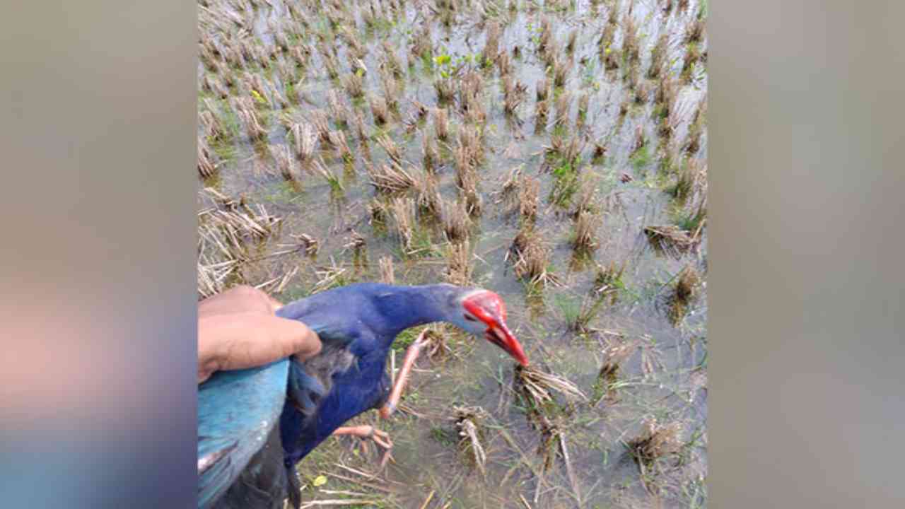 Over 100 migratory birds found dead in Tripura's Sukhsagar lake