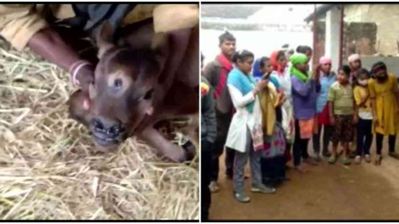 Chhattisgarh: Jersey cow gives birth to calf with three eyes; villagers call it avatar of God