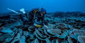 Rare, pristine coral reef shaped like roses found off Tahiti coast