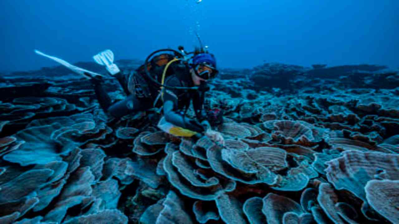 Rare, pristine coral reef shaped like roses found off Tahiti coast
