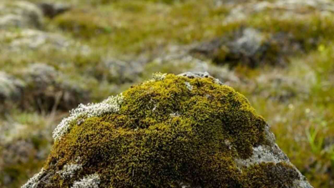 Lichens in danger of losing evolutionary race with climate change: Study