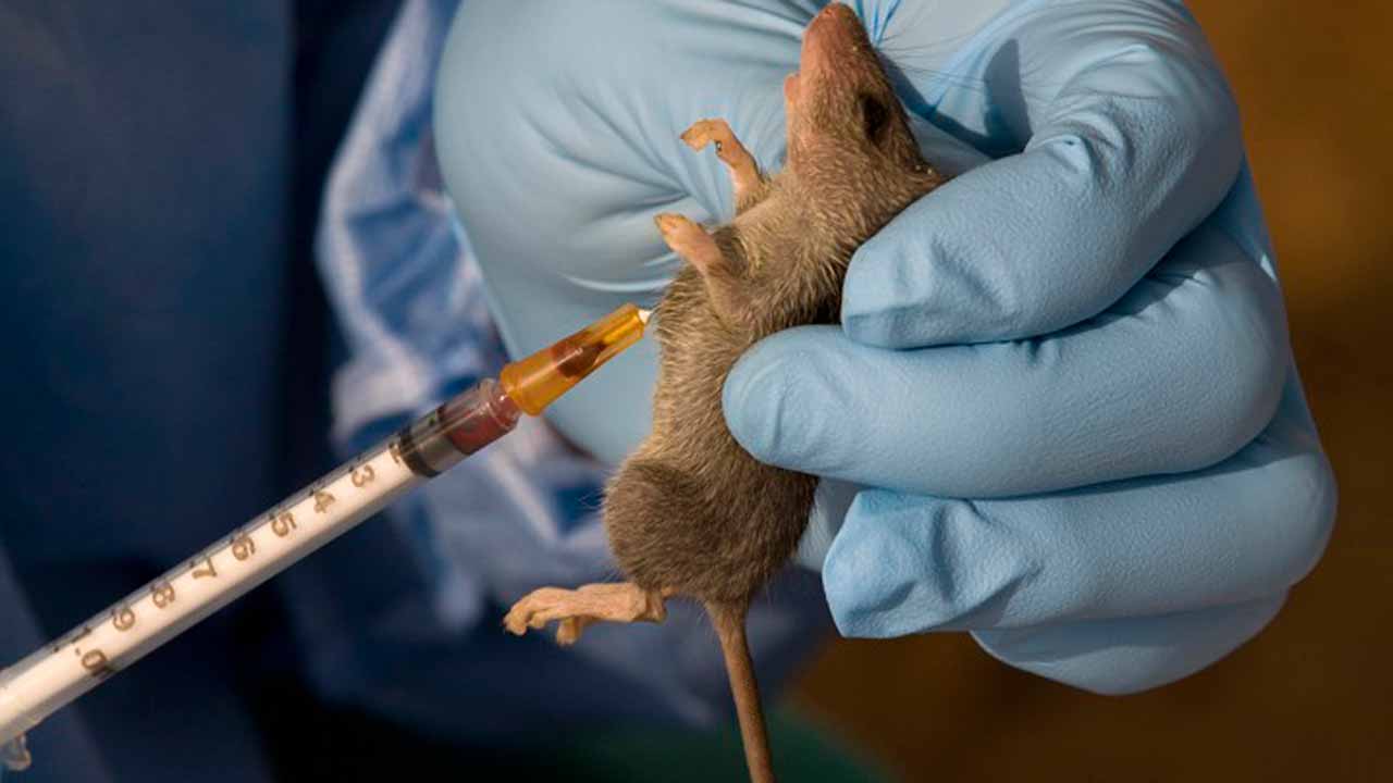 UK reports first death from Lassa fever as two others infected