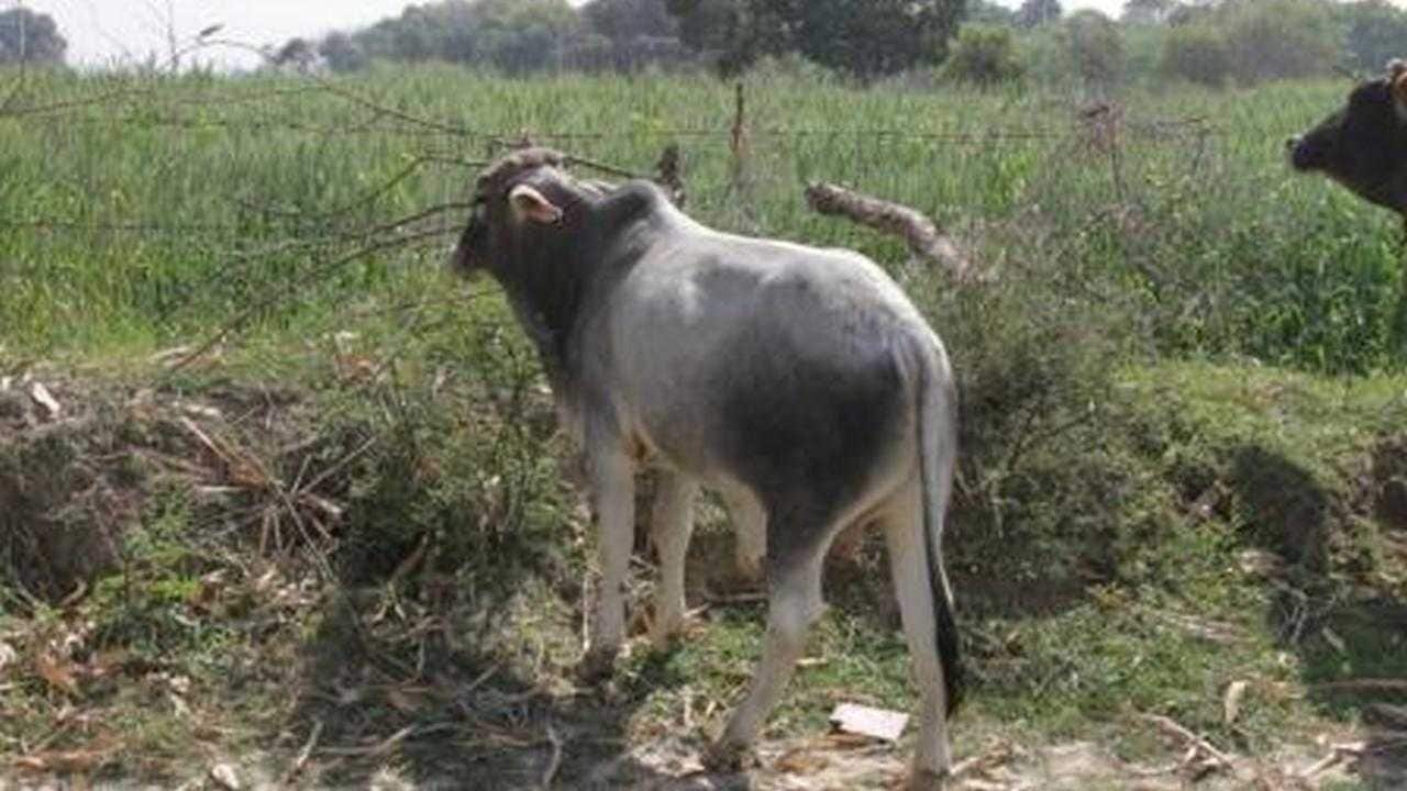 UP farmer killed by stray bull while protecting his crop