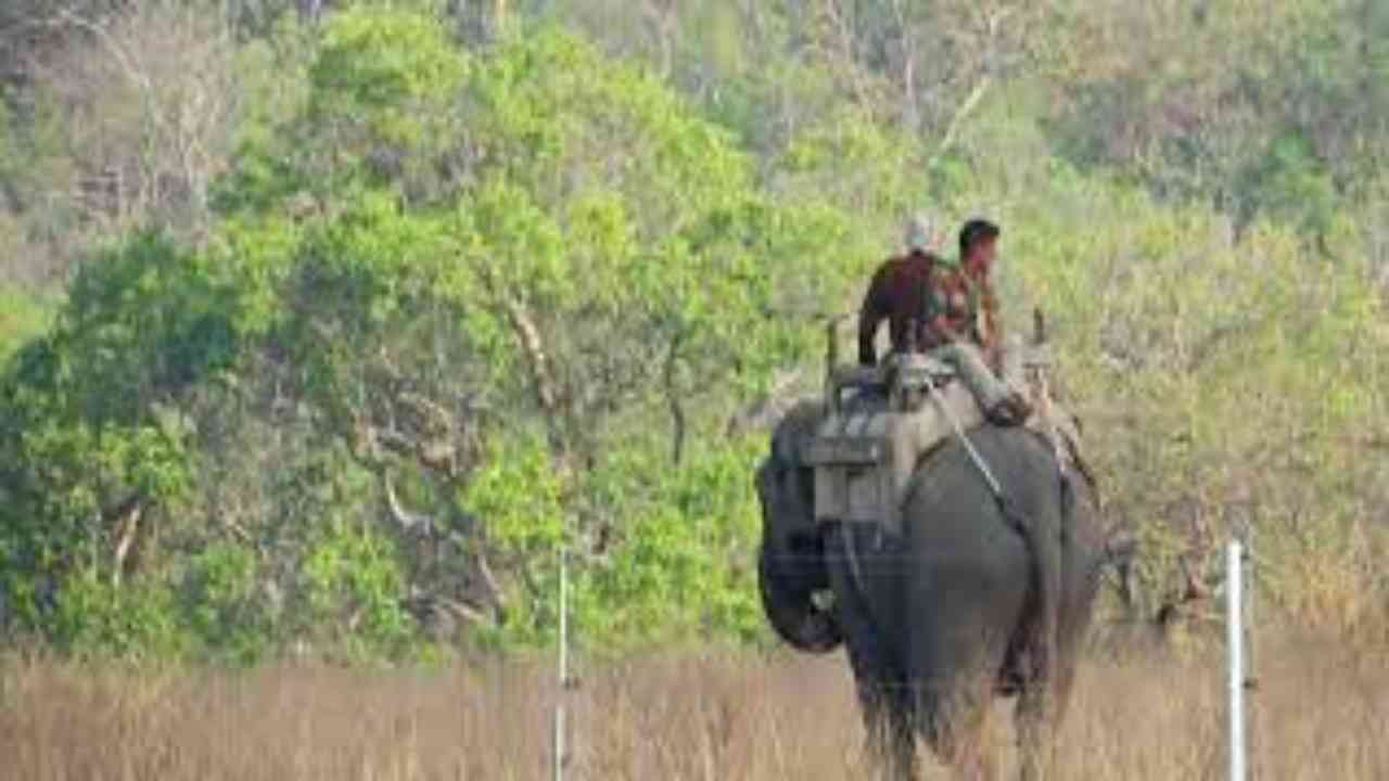 Elephant rides for rhino sightings to resume in Dudhwa Tiger Reserve from May 1