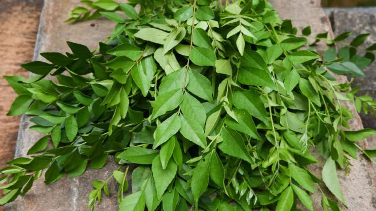 Amazing health benefits of Curry leaves: How to use