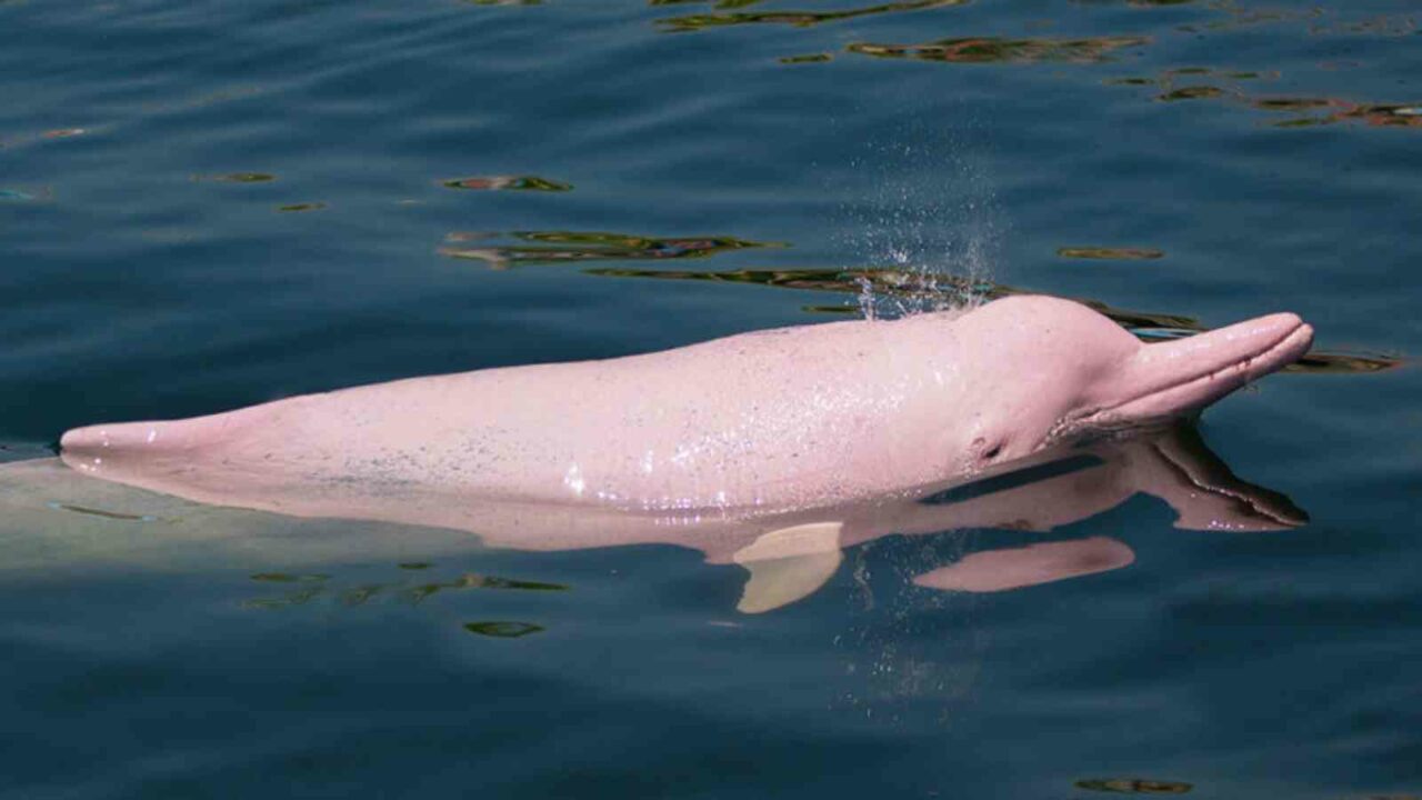 Amazon pink river dolphins: Unknown facts about rarest dolphins species