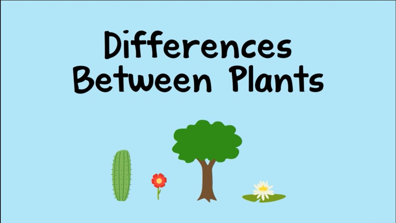 Difference between Plant and Tree, Are plants and trees the same thing?