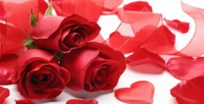 National Red Rose Day 2022: History and Meaning of the Rose