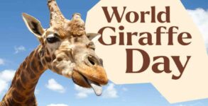 World Giraffe Day 2022