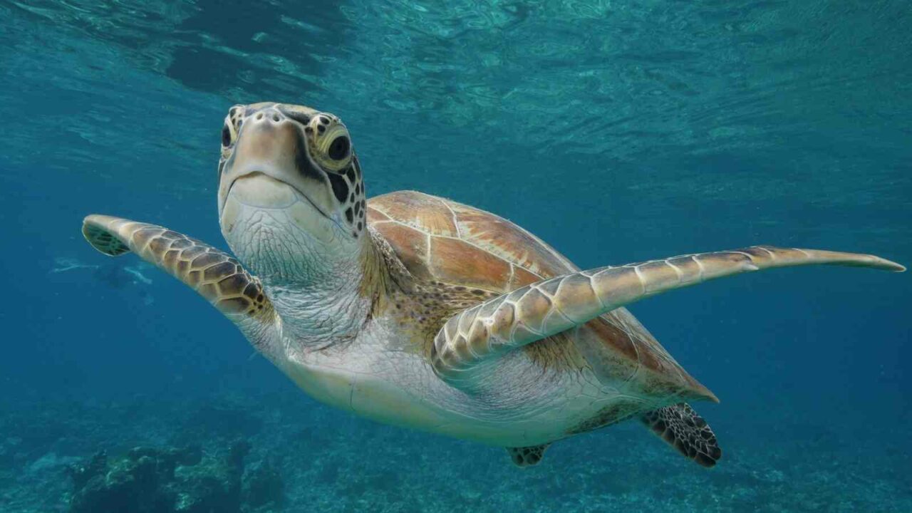 World Sea Turtle Day 2022: Date, History and Significance