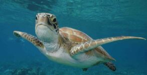 World Sea Turtle Day 2022: Date, History and Significance